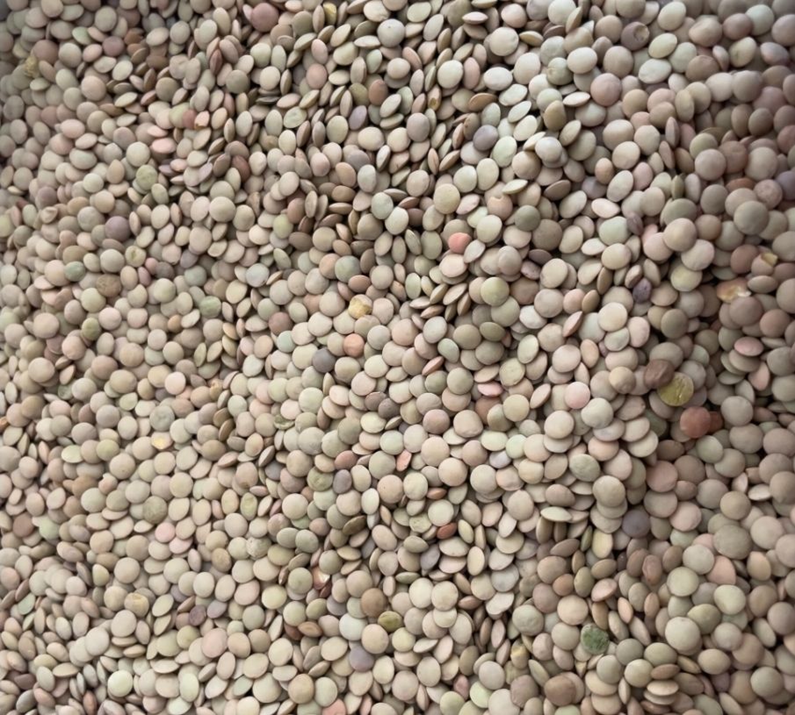 Kamande/ lentils 