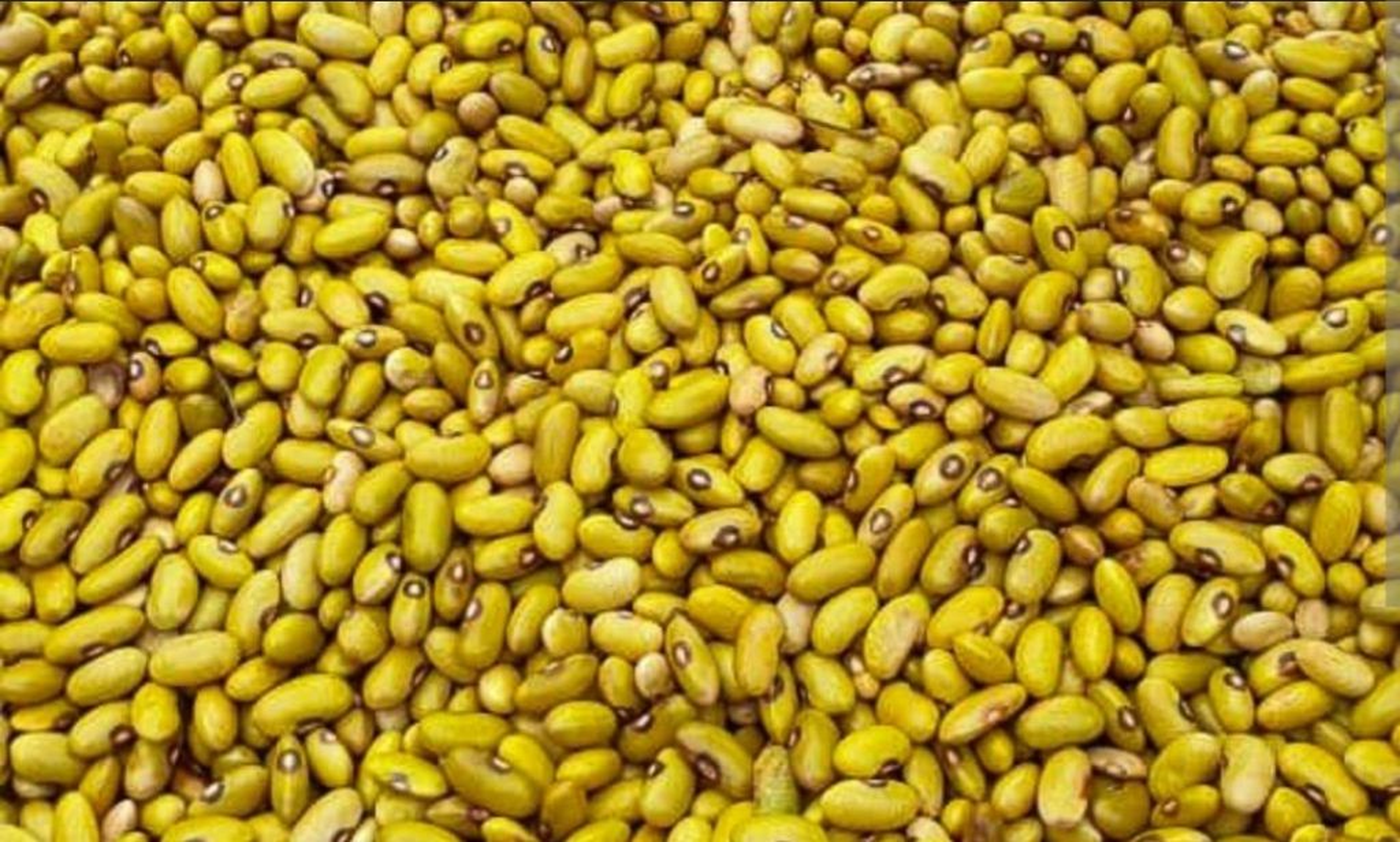 Yellow beans