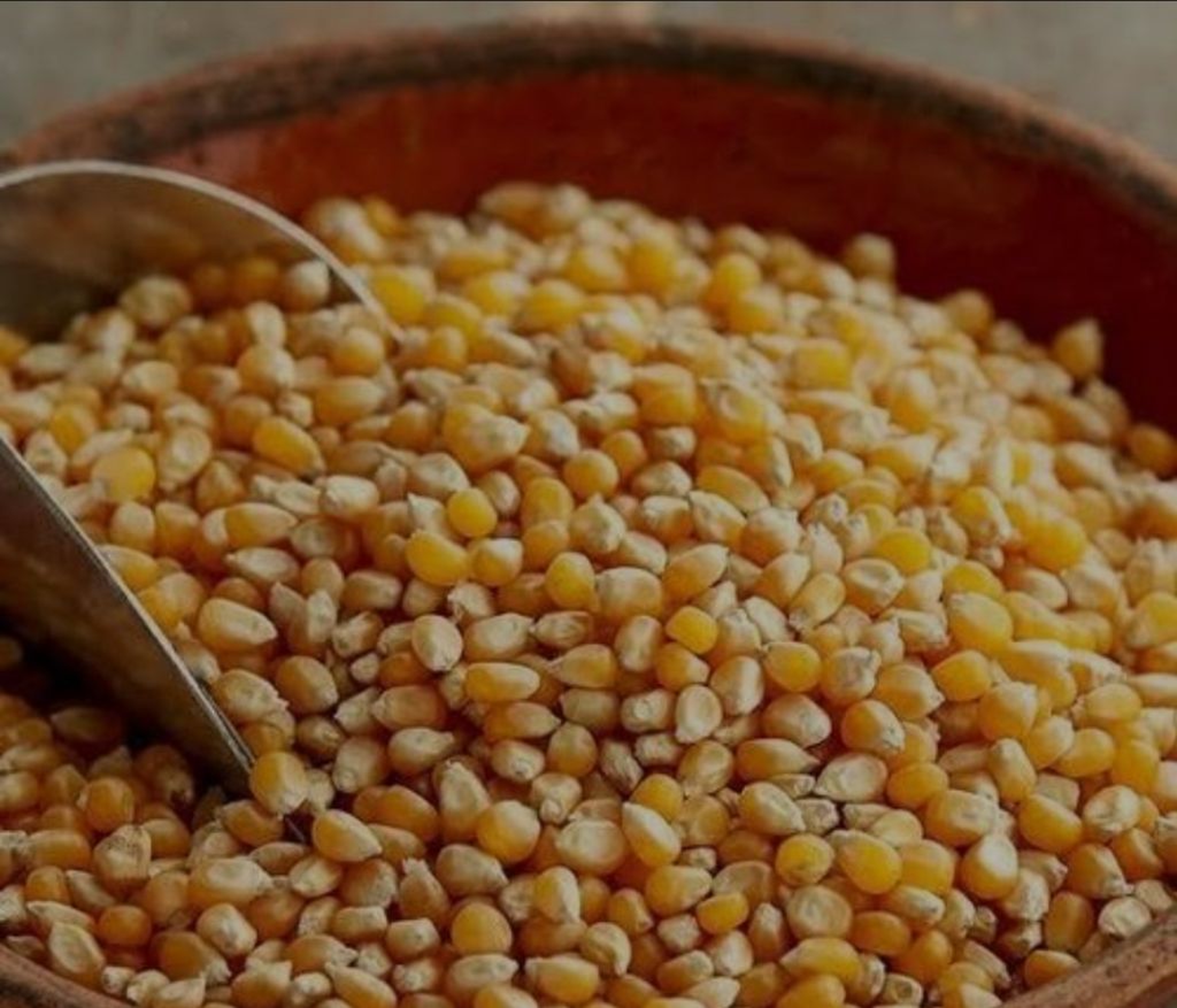 Popcorn seeds