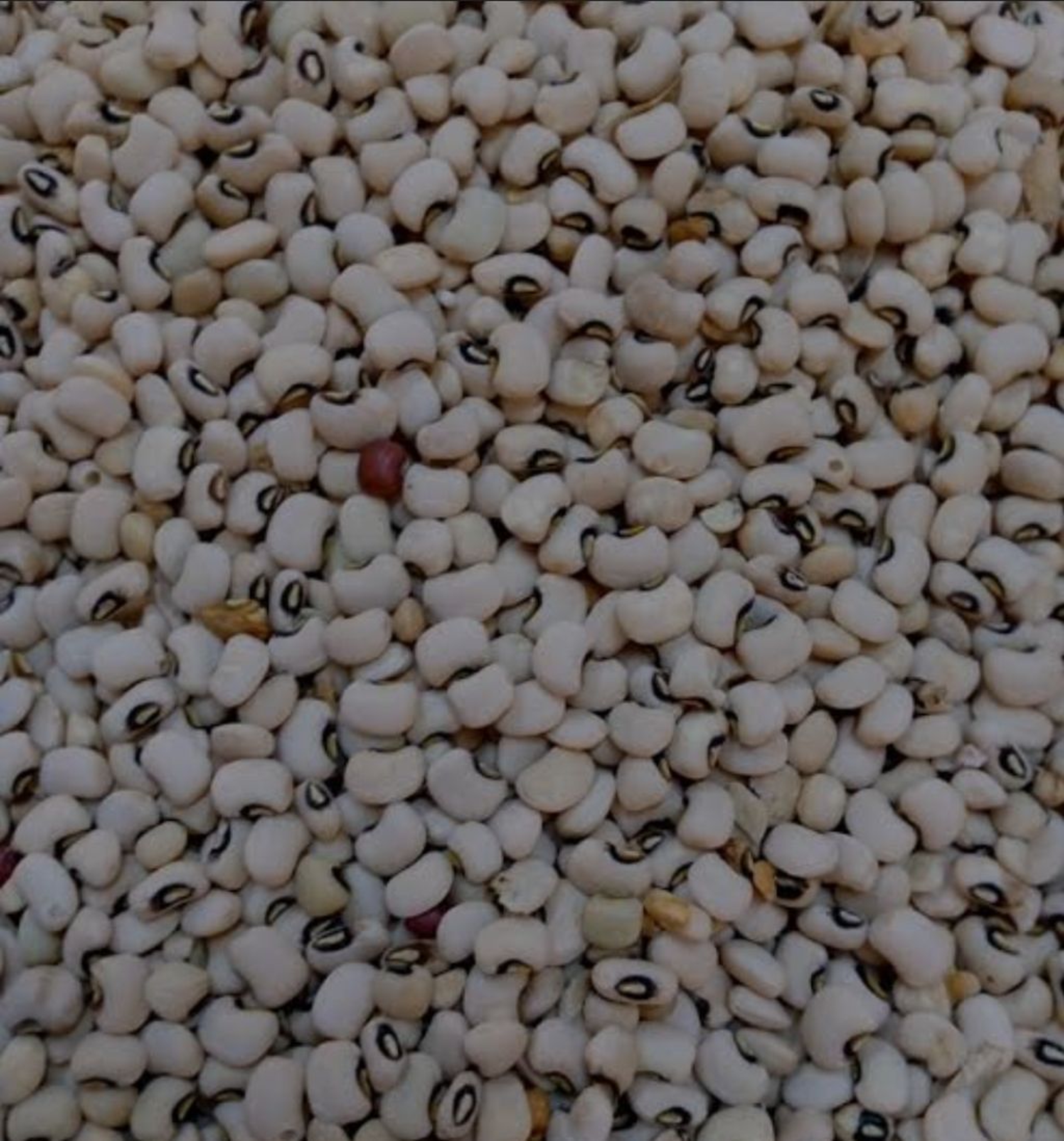 Kunde/ white cowpeas