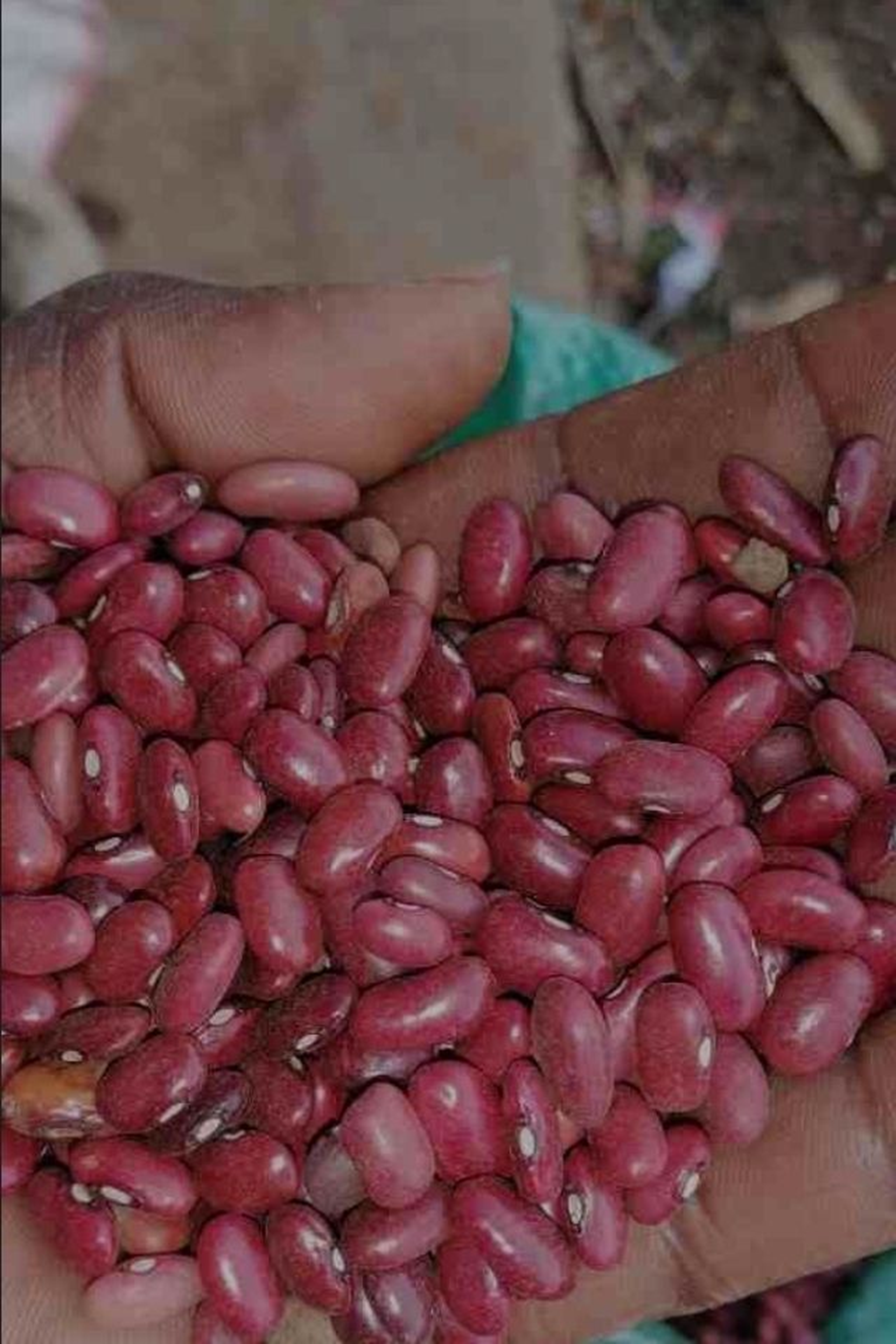 Royal beans/ wairimu