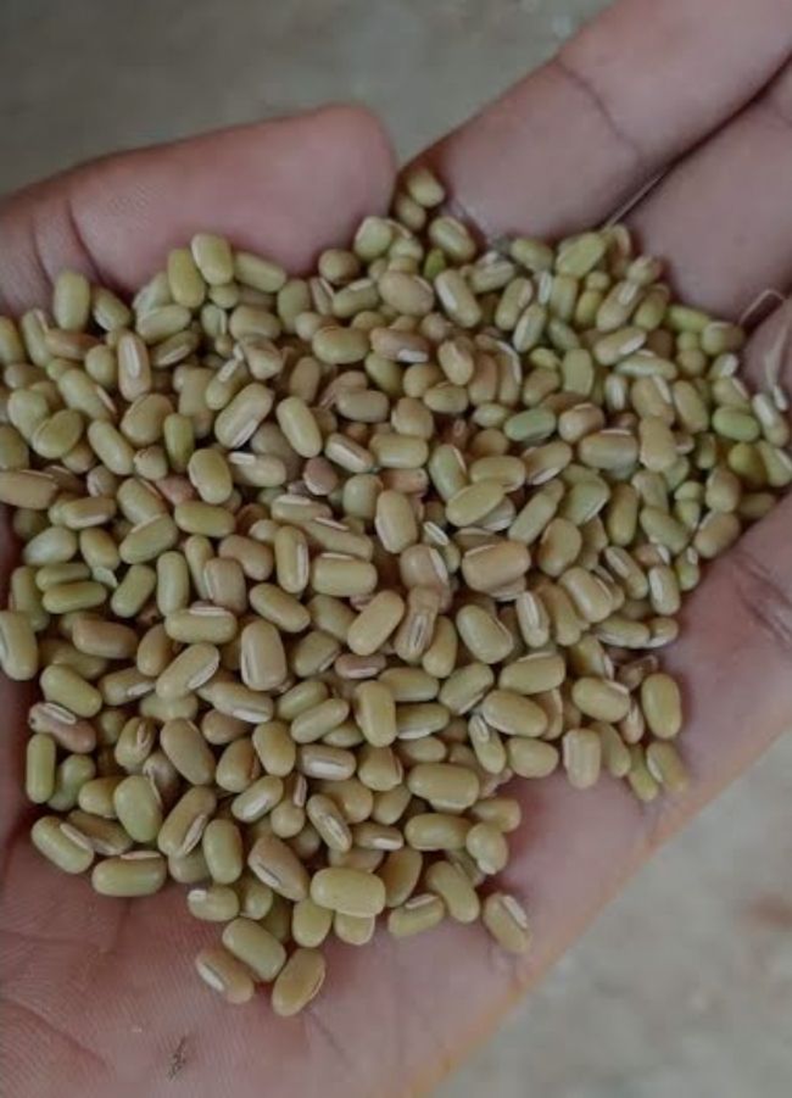Western ndengu/ special ndengu 