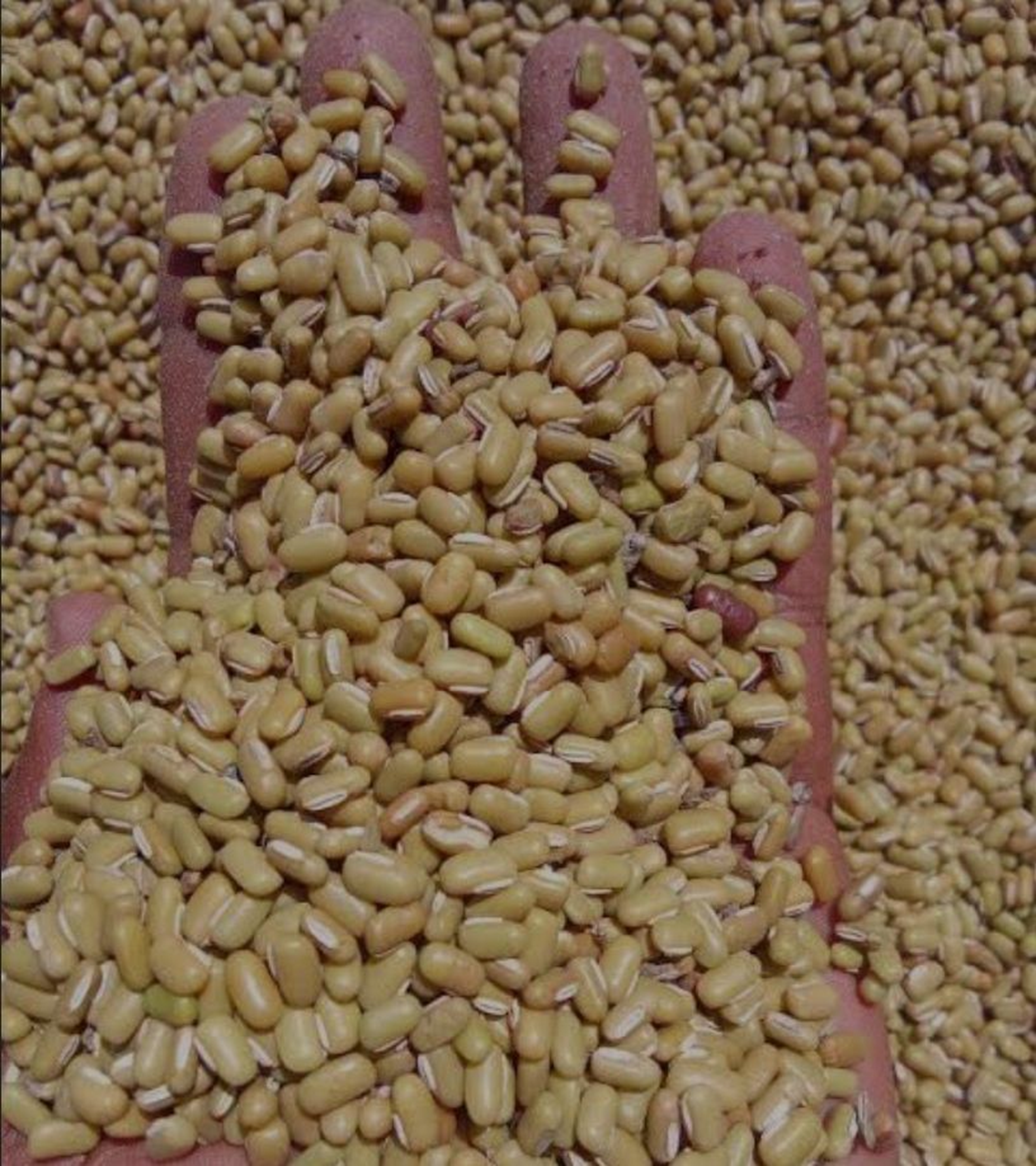 Western ndengu/ special ndengu 