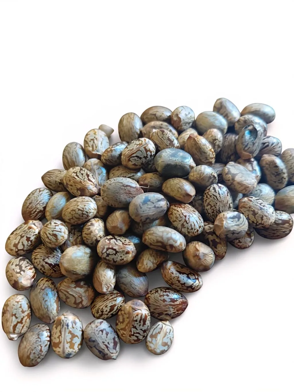 Castor seeds 2kg bag ( for planting)
