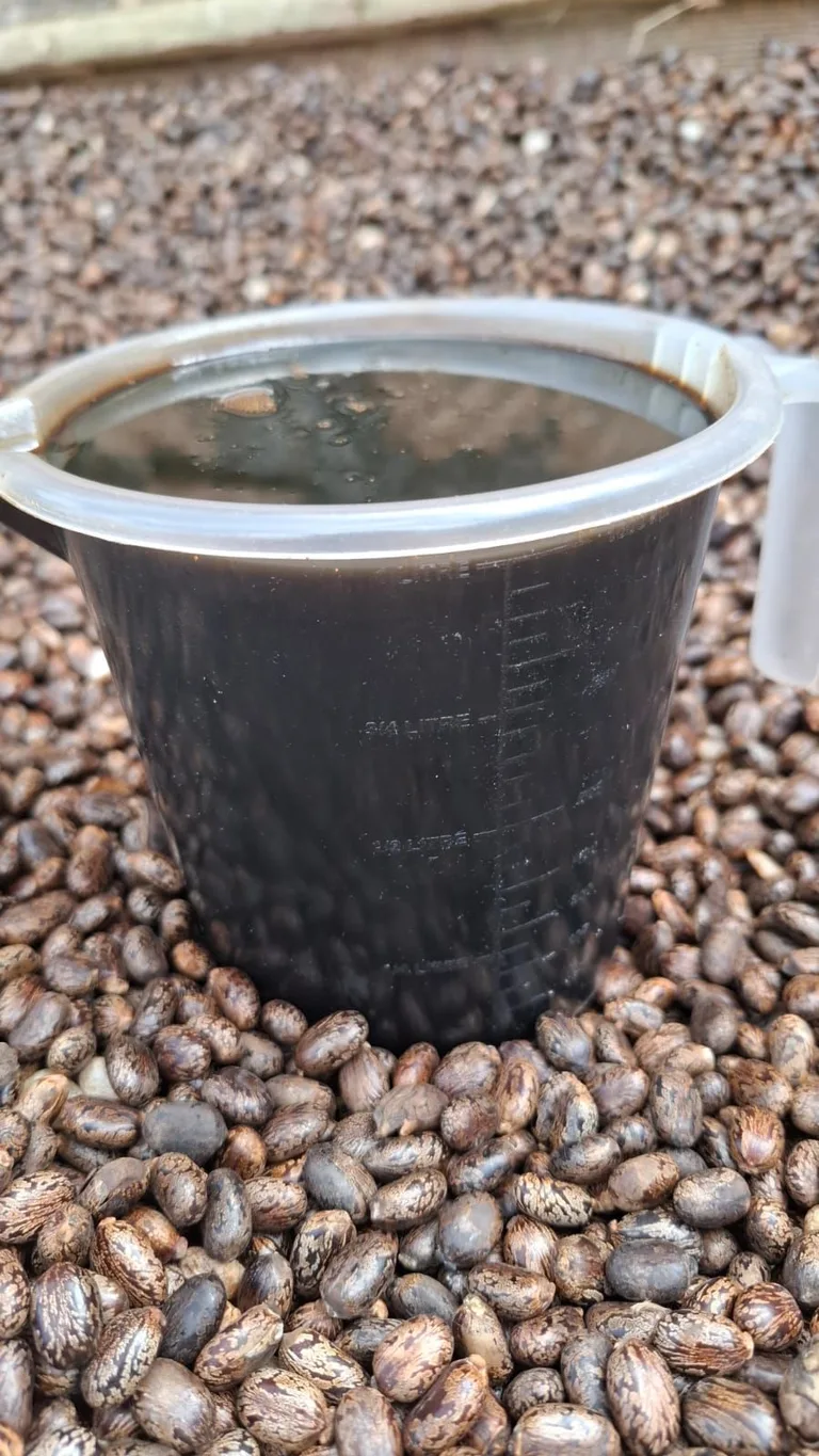 Neesa black castor oil 60mls