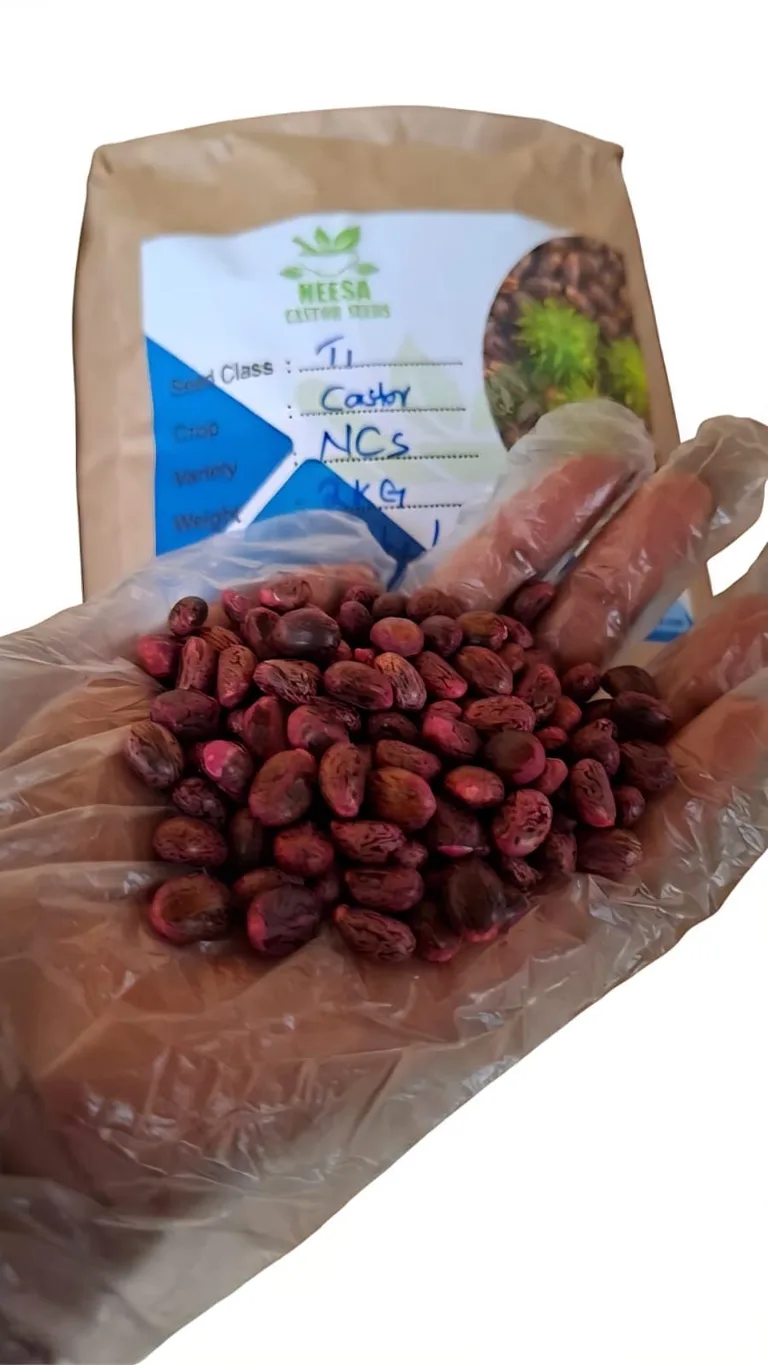 Castor seeds 2kg bag ( for planting)